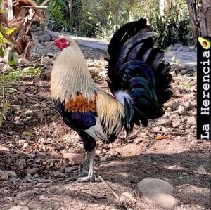 Meet your Posher, Orlando